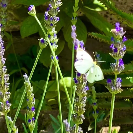 Amani Con Jacuzzi Climatizado Y Piscina דירה Buzanada